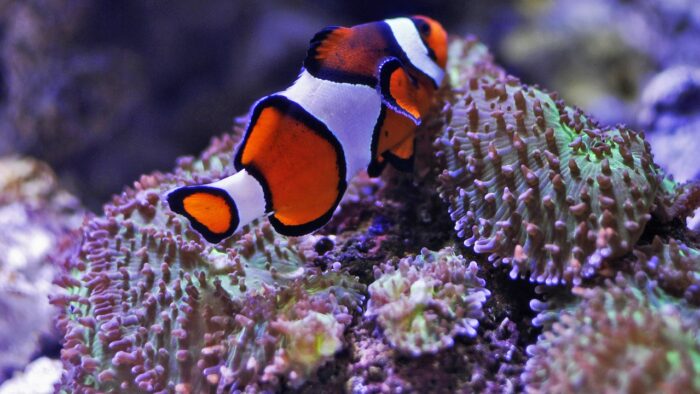 poisson clown à Océanopolis