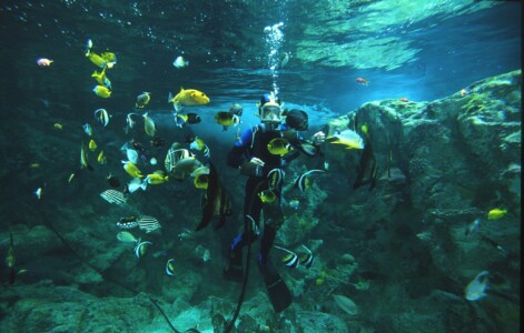 Aquarium Océanolopis