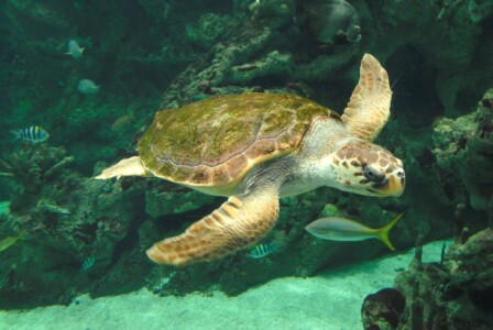 Aquarium Océanolopis